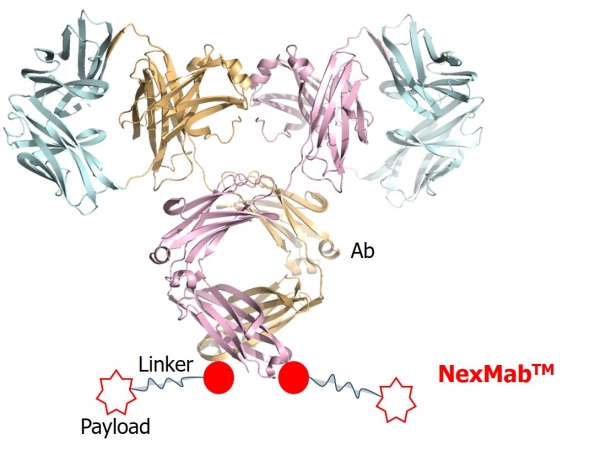 NexMab™ ADC기술